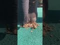 The Elephant Is Breaking Walnut The Animal Power ASMR SOUND Power Powerful Elephant Asmr