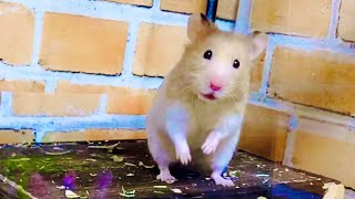 人間に甘えるハムスターが想像以上にかわいい おもしろ可愛い動物 موقع ويب حيث يمكنك مشاهدة مقاطع فيديو موسيقية مجانية