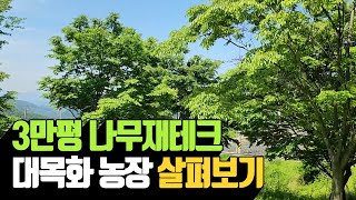 3만평 나무재테크 대목화 농장 살펴보기 | 나무대장