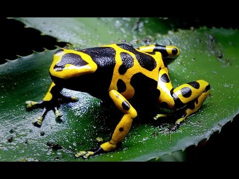 Pralesnicka zltopasava - Species Spotlight (Bumblebee Dart Frog)