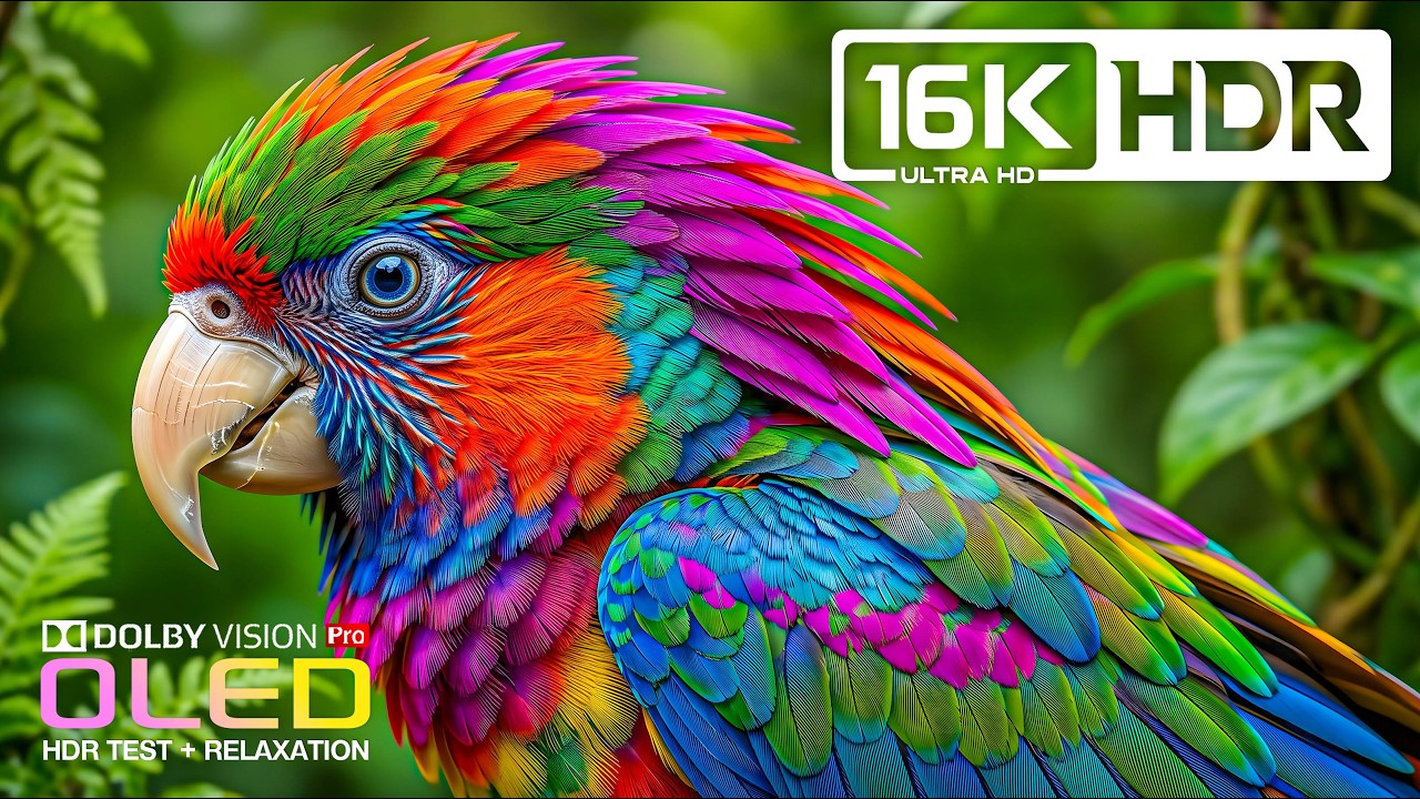 A Must-See OLED HDR Showcase | 16K Dolby Vision Nature Video (8K/4K Video TV)