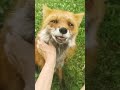 Fox licking my hand