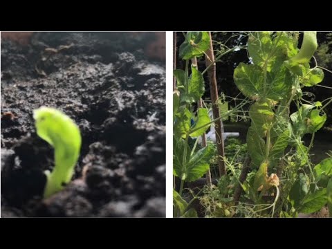 Time lapse of a snap pea plant