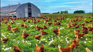 How To Raising Millions of Free Range Chicken For Eggs and Meat Chicken Farming Meat Factory Mp4 3GP & Mp3