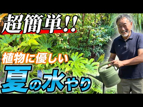 冬の後の庭の植物に水をやる