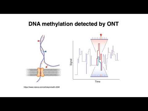 MCB 182 Lecture 8.3 - DNA methylation