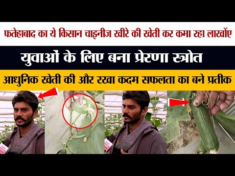 This farmer of Fatehabad is earning millions by cultivating Chinese cucumber.