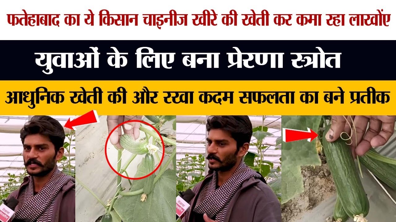This farmer of Fatehabad is earning millions by cultivating Chinese cucumber.