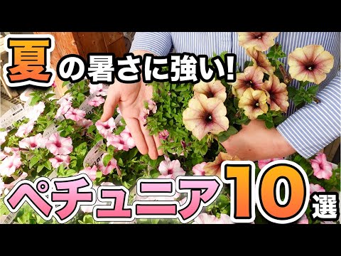 園芸 ハワイアン パーム、リマーカブル ブリガミア、ブリガム パーム