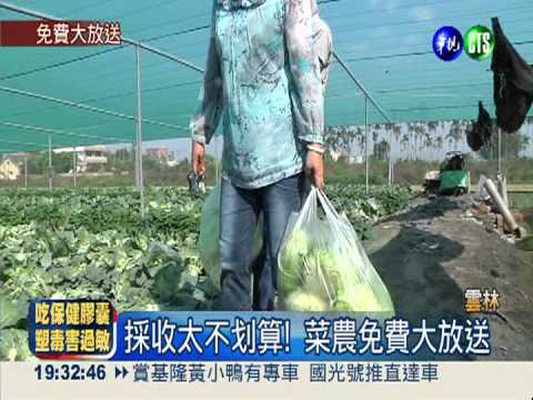 1公斤剩3元! 高麗菜農免費放送