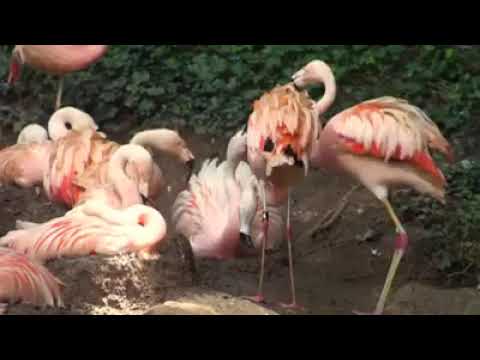 #naturebeauty #beauty #nature #viral #video  #viralvideo