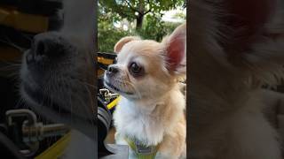 I played at the outlet in Kisarazu. #funny #pets #vlog #youtubeshorts #fyp