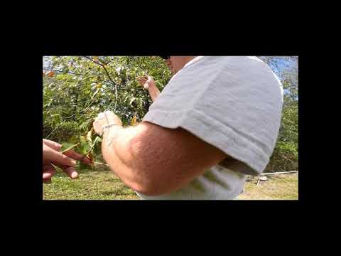 Dendrology Lab #2, August 30, 2017