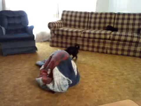 the spiderman hatting dog