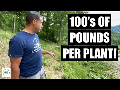 Survival Essentials: 7 Must-Have Plants for Thriving in Any Situation!