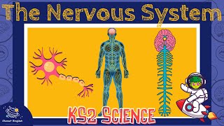 The Nervous System | KS2 Science | STEM and Beyond