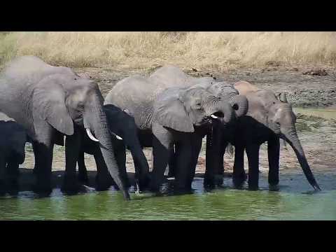 Djuma: Small herd of Elephants come for a drink - 14:31 - 04/18/19