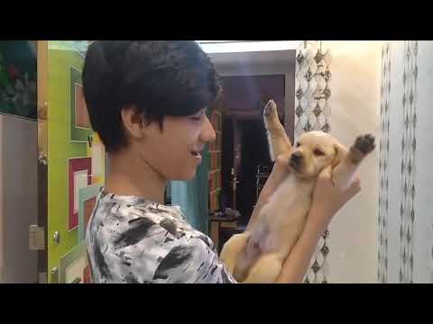 30 days old Labrador with Pulkit 😂