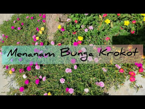 Cara Mengembangbiakkan Bunga Krokot