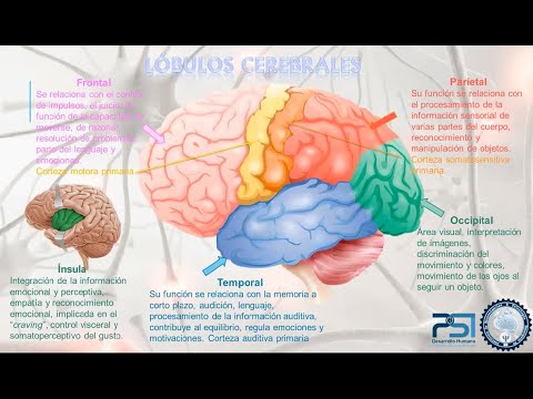 Principios básicos de Neurofisiología NeuropsicMX
