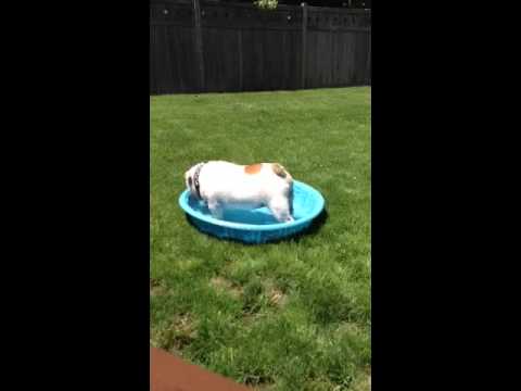 The Fonz and his pool