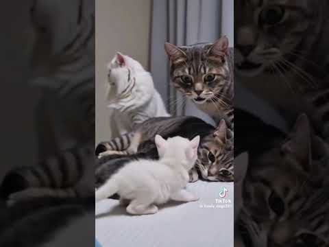 #funny #animal #cute #dog #cute