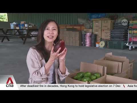 Sabah’s homegrown avocados poised to become next major export