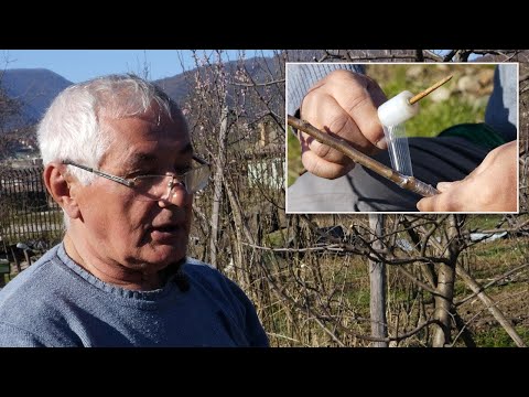 Četiri načina kalemljenja voća iz ruku vrsnog majstora