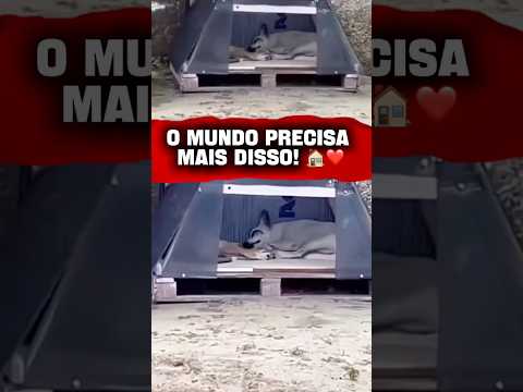 EXEMPLO de HUMANIDADE em AQUIRAZ no CEARÁ!🐶 #Aquiraz #Ceara #CausaAnimal #Solidariedade #cachorros