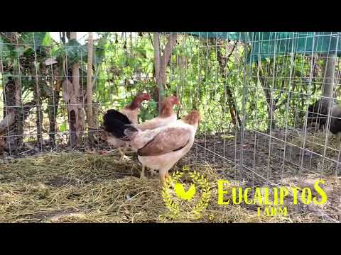 Hembras Asil Sweater