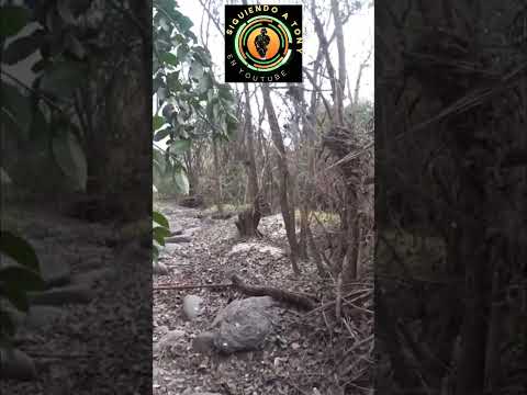 Los Aromos. Córdoba. Argentina.