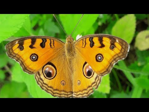 Beauty Of Butterfly 😊 | Nature and Wildlife | Amazing