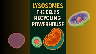 LYSOSOMES: Digestive Compartments. Lysosomes, phagocytosis, autophagy, macrophages.