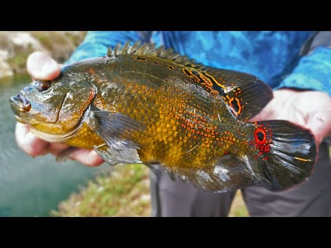 Catching Crazy Looking Fish right in Miami | Field Trips Florida