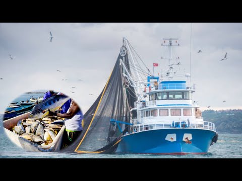 Maraakiib Shisheeye oo Faro Ba’an ku Haya Kalluunka Somaliland. Maraakiib Shisheeye oo Faro Ba’an ku Haya Kalluunka Somaliland.