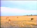 Camera Safari 1998 Version Part 5