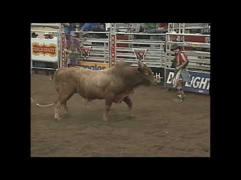 Lawman bucks Aaron Semas - 99 PBR Oklahoma City