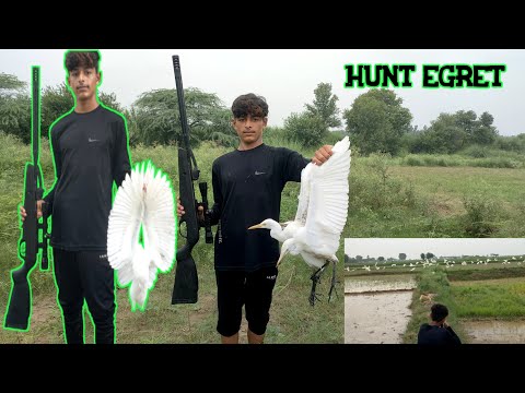 Air gun bird hunting egret hunting|air rifle hunting 177 parindon ka shikar|MZ Birds Hunting