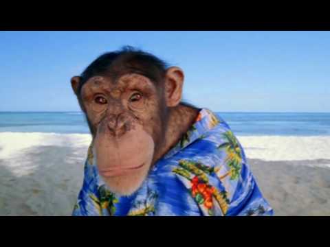 Have you ever seen a gorilla who wears a beach costume was dancing?