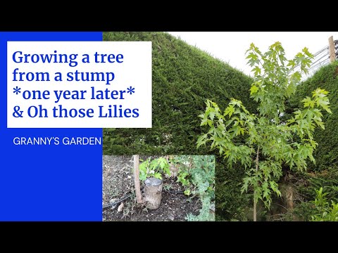 GROWING A TREE FROM A STUMP *ONE YEAR LATER* & OH THOSE LILIES