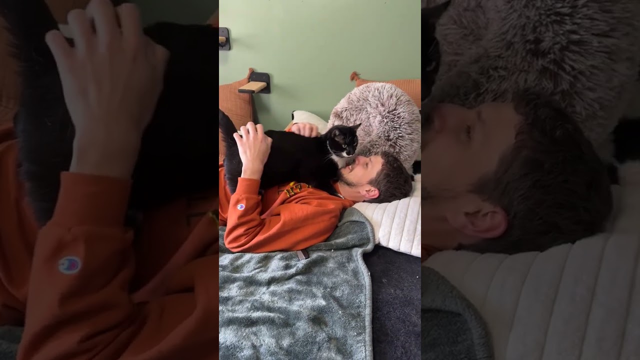 Stache and Natty Boo - Declawed! , a ADOPTABLE Tuxedo in Holland, MI video 4/6