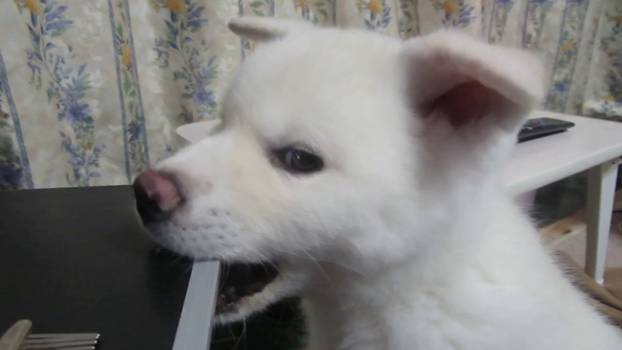 秋田犬いたずらをして先輩に怒られたのでやめる【akita dog puppy】