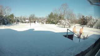 Snow Blowing the Driveway