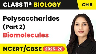 Polysaccharides (Part 2) - Biomolecules | Class 11 Biology Chapter 9 | CBSE 2024-25