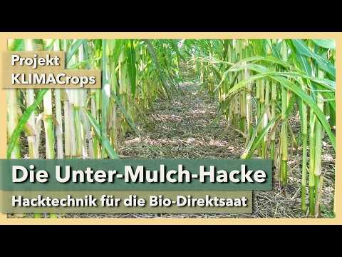 Die Unter-Mulch-Hacke: Hacktechnik für Bio-Direktsaat | Projekt KLIMACrops | 2025 | Teil 4