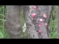 A Moose Stripping Leaves Off Of A Limb