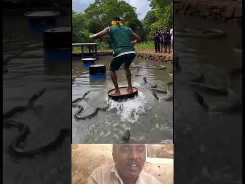kannu katti kuthikirar #snake #challenge #danger #adventur #extreme #insane #thriller  #challenge