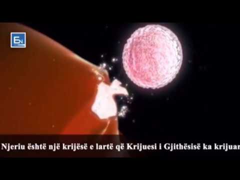 Fazat e krijimit të njeriut