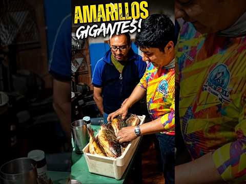 Increíble 😱 Amarillos Gigantes del Arroyo Leyes 📍Santa fe