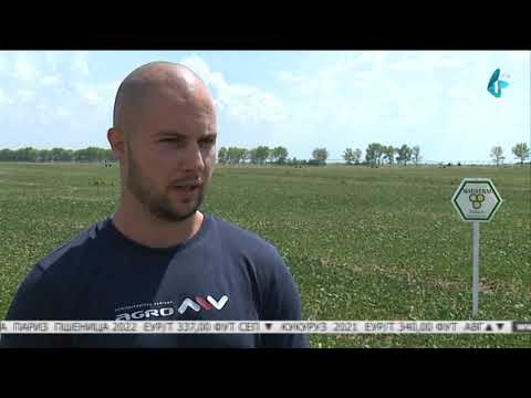 Suša u Vojvodini i postrna setva soje